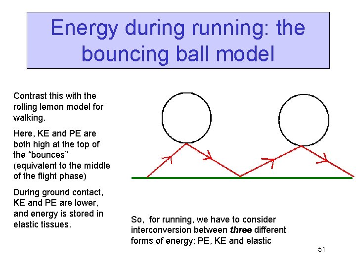 Energy during running: the bouncing ball model Contrast this with the rolling lemon model
