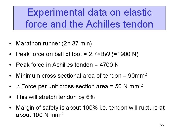 Experimental data on elastic force and the Achilles tendon • Marathon runner (2 h