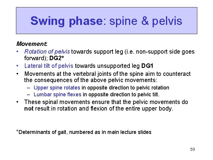 Swing phase: spine & pelvis Movement: • Rotation of pelvis towards support leg (i.