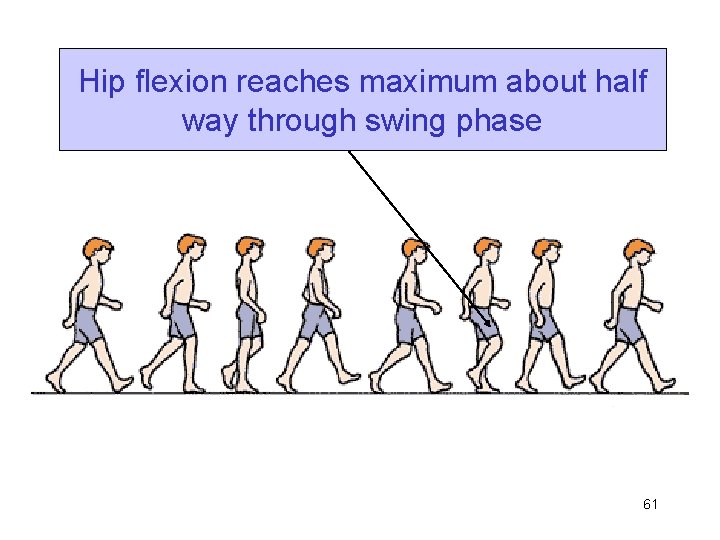 Hip flexion reaches maximum about half way through swing phase 61 