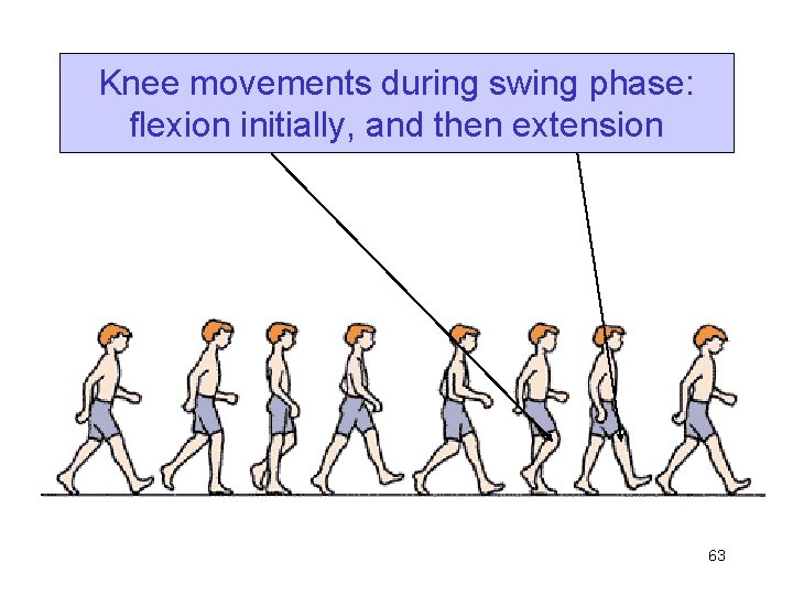 Knee movements during swing phase: flexion initially, and then extension 63 