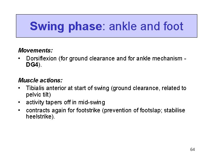 Swing phase: ankle and foot Movements: • Dorsiflexion (for ground clearance and for ankle