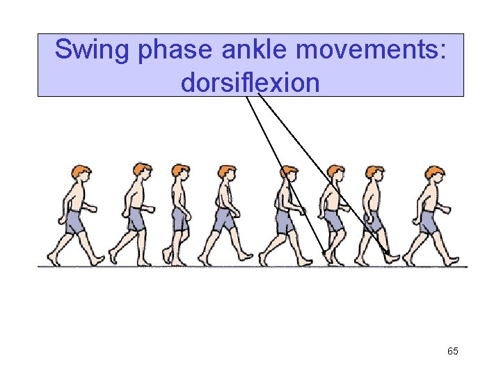Swing phase ankle movements: dorsiflexion 65 