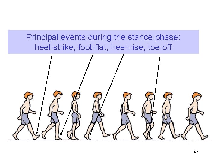 Principal events during the stance phase: heel-strike, foot-flat, heel-rise, toe-off 67 