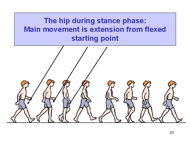 The hip during stance phase: Main movement is extension from flexed starting point 69