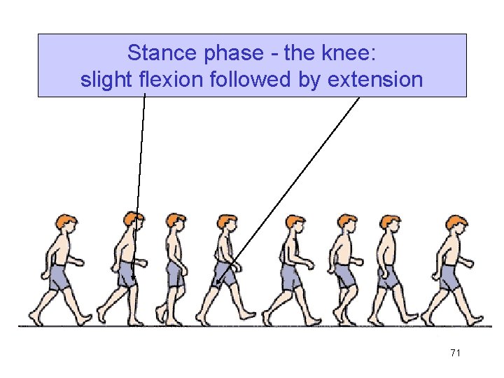 Stance phase - the knee: slight flexion followed by extension 71 