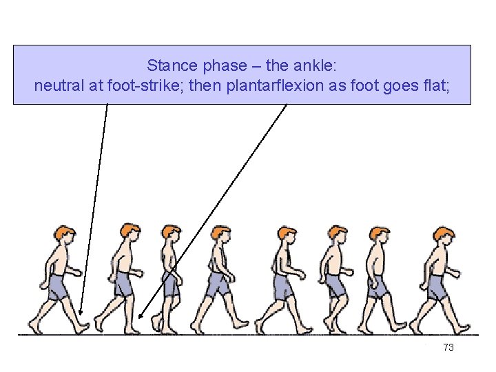 Stance phase – the ankle: neutral at foot-strike; then plantarflexion as foot goes flat;