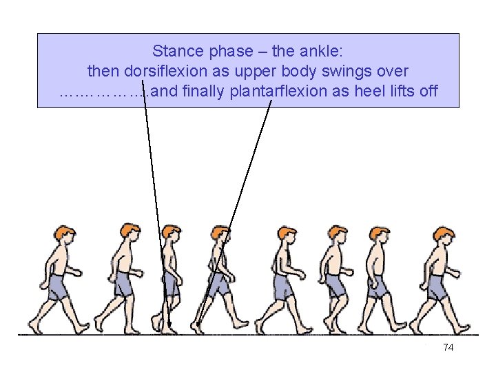 Stance phase – the ankle: then dorsiflexion as upper body swings over …. ………….