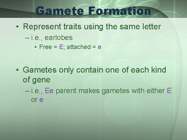 Gamete Formation • Represent traits using the same letter – i. e. , earlobes