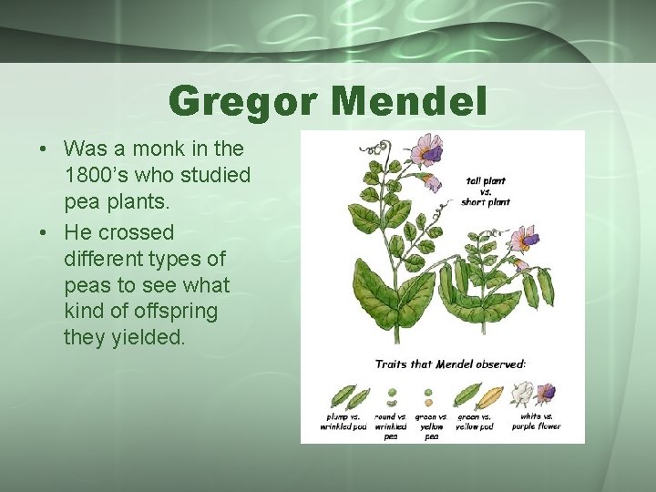 Gregor Mendel • Was a monk in the 1800’s who studied pea plants. •
