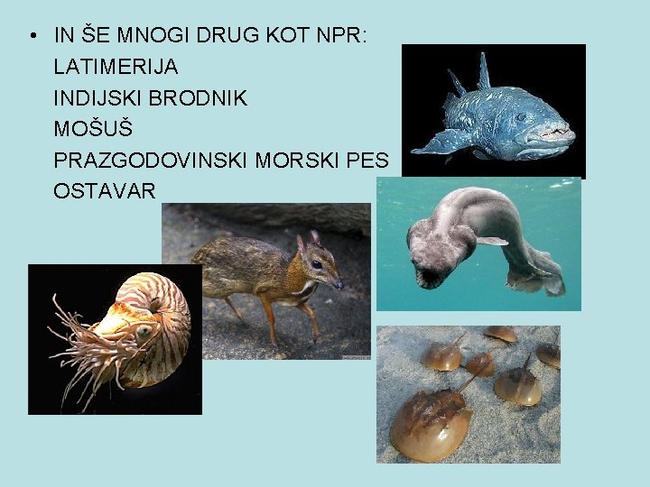  • IN ŠE MNOGI DRUG KOT NPR: LATIMERIJA INDIJSKI BRODNIK MOŠUŠ PRAZGODOVINSKI MORSKI