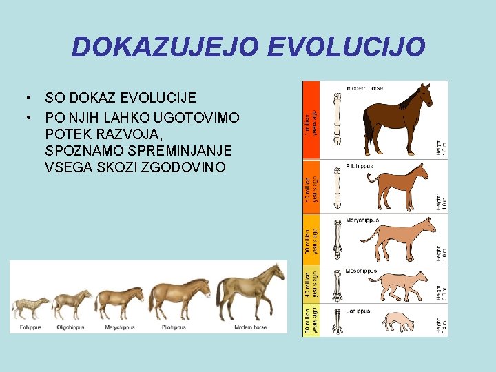 DOKAZUJEJO EVOLUCIJO • SO DOKAZ EVOLUCIJE • PO NJIH LAHKO UGOTOVIMO POTEK RAZVOJA, SPOZNAMO