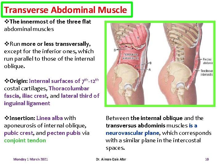 Transverse Abdominal Muscle v. The innermost of the three flat abdominal muscles v. Run