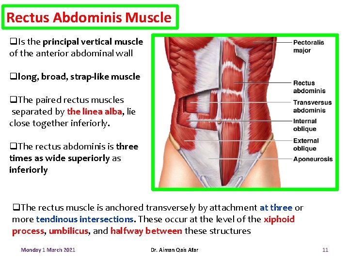 Rectus Abdominis Muscle q. Is the principal vertical muscle of the anterior abdominal wall