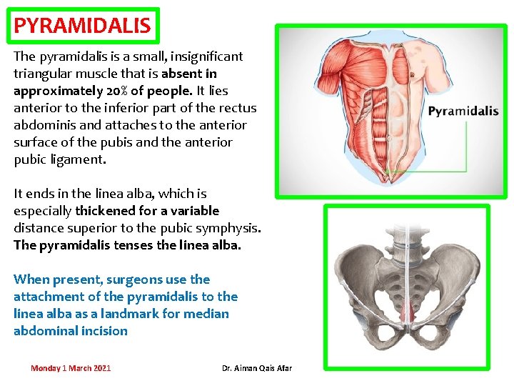 PYRAMIDALIS The pyramidalis is a small, insignificant triangular muscle that is absent in approximately