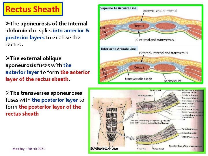 Rectus Sheath ØThe aponeurosis of the internal abdominal m splits into anterior & posterior