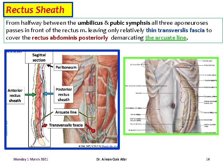Rectus Sheath From halfway between the umbilicus & pubic symphsis all three aponeuroses passes