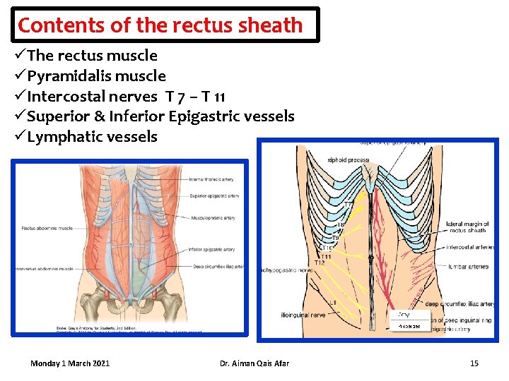 Contents of the rectus sheath üThe rectus muscle üPyramidalis muscle üIntercostal nerves T 7