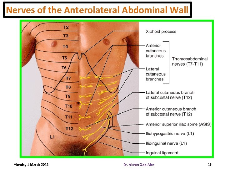 Nerves of the Anterolateral Abdominal Wall Monday 1 March 2021 Dr. Aiman Qais Afar