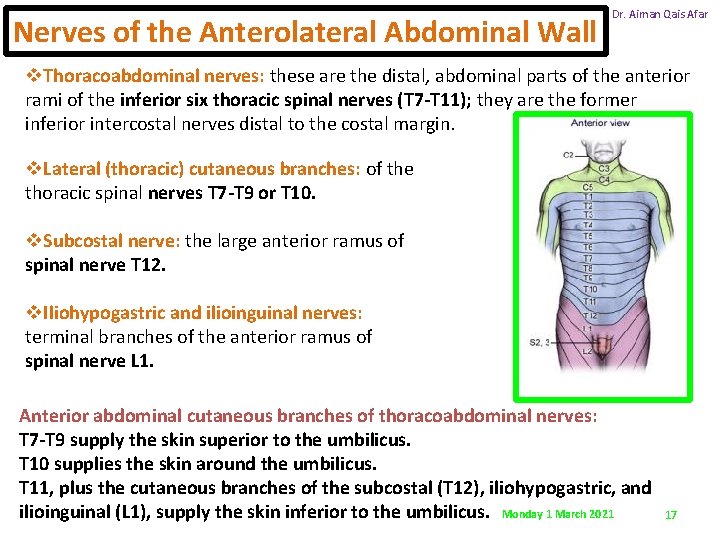 Nerves of the Anterolateral Abdominal Wall Dr. Aiman Qais Afar v. Thoracoabdominal nerves: these