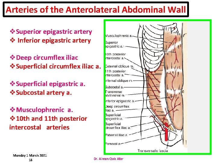Arteries of the Anterolateral Abdominal Wall v. Superior epigastric artery v Inferior epigastric artery