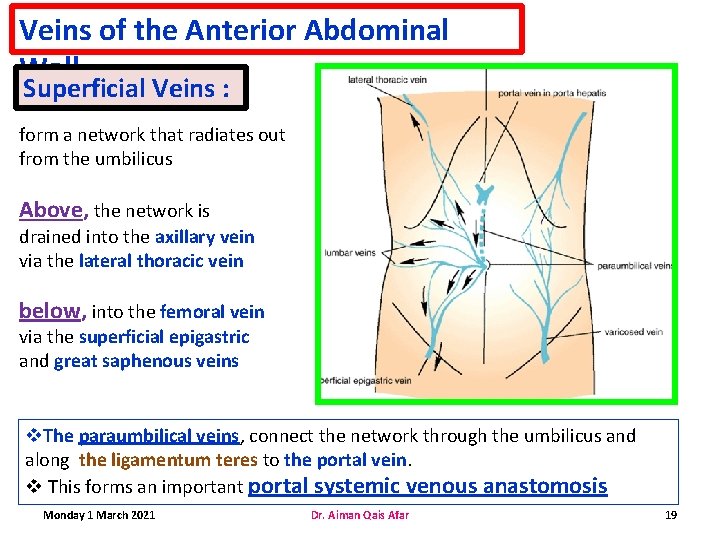 Veins of the Anterior Abdominal Wall Superficial Veins : form a network that radiates