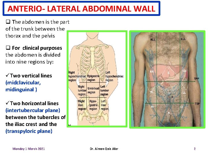 ANTERIO- LATERAL ABDOMINAL WALL q The abdomen is the part of the trunk between