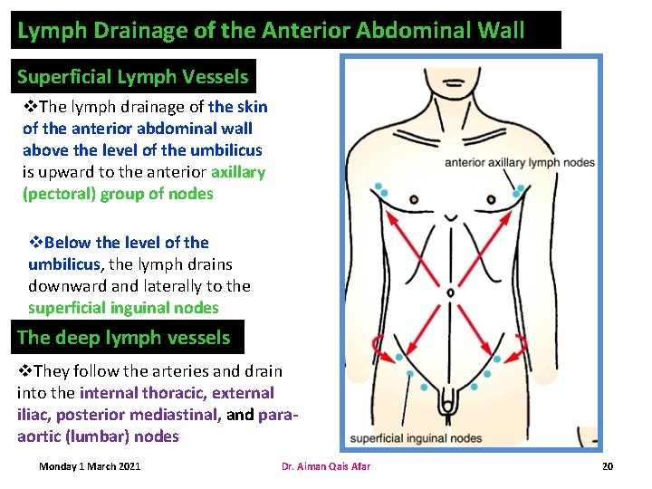 Lymph Drainage of the Anterior Abdominal Wall Superficial Lymph Vessels v. The lymph drainage