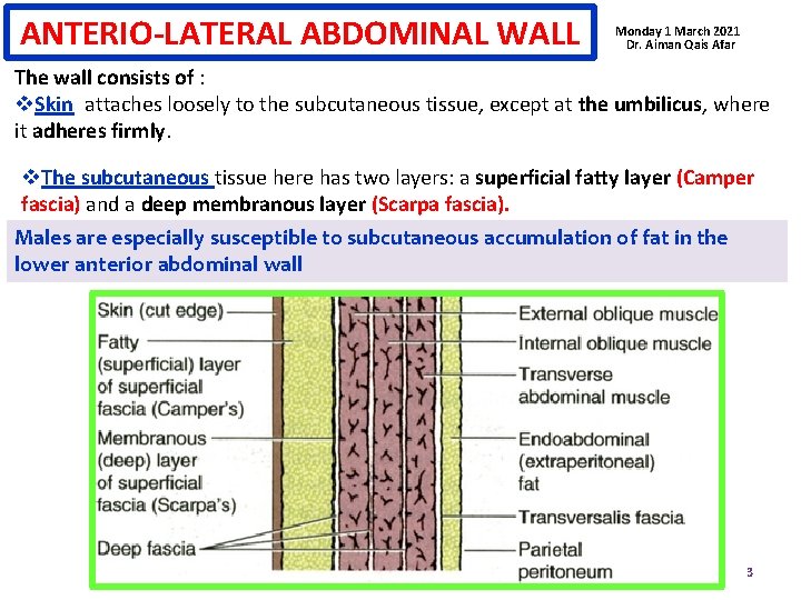 ANTERIO-LATERAL ABDOMINAL WALL Monday 1 March 2021 Dr. Aiman Qais Afar The wall consists