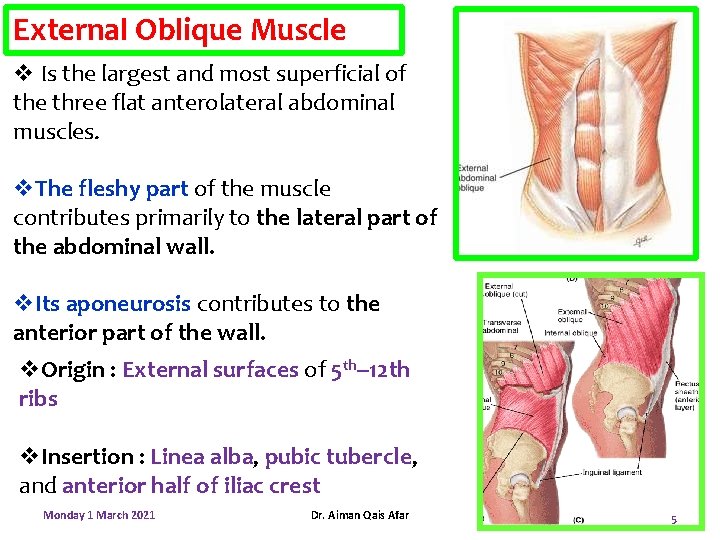 External Oblique Muscle v Is the largest and most superficial of the three flat