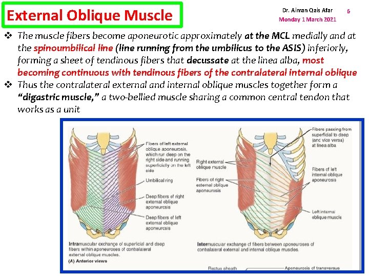 External Oblique Muscle Dr. Aiman Qais Afar Monday 1 March 2021 6 v The