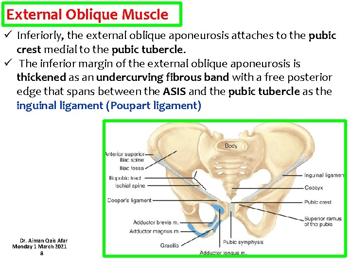 External Oblique Muscle ü Inferiorly, the external oblique aponeurosis attaches to the pubic crest