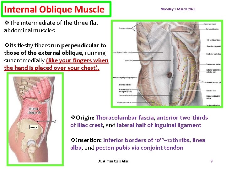 Internal Oblique Muscle Monday 1 March 2021 v. The intermediate of the three flat