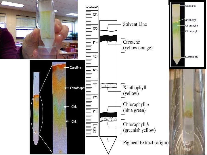 Paper Chromatography of a Spinach Leaf Lab Paper
