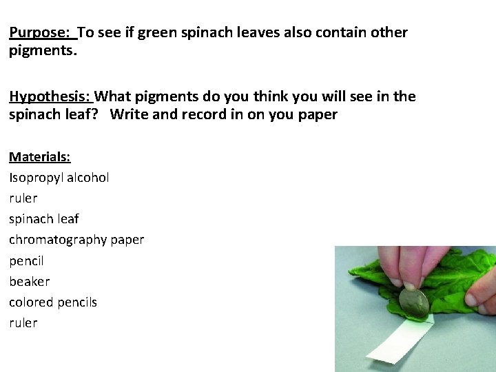 Purpose: To see if green spinach leaves also contain other pigments. Hypothesis: What pigments