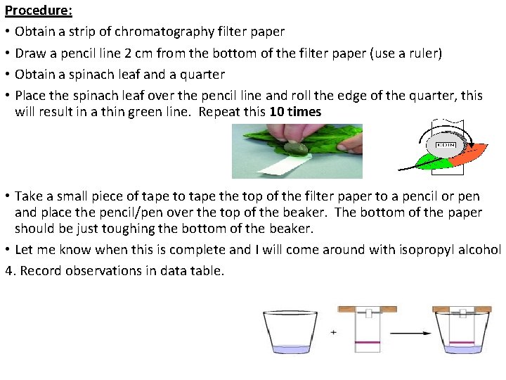 Procedure: • Obtain a strip of chromatography filter paper • Draw a pencil line