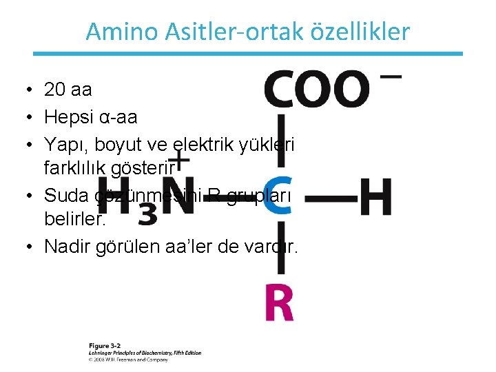 Amino Asitler-ortak özellikler • 20 aa • Hepsi α-aa • Yapı, boyut ve elektrik