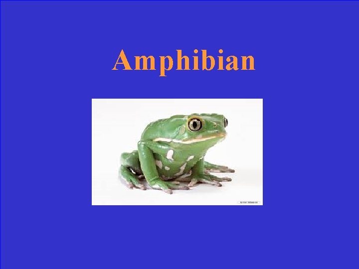 Amphibian 