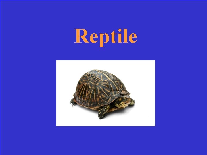 Reptile 