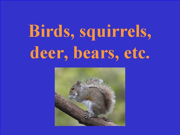 Birds, squirrels, deer, bears, etc. 