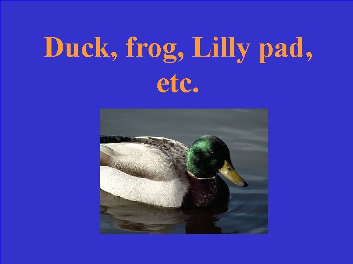 Duck, frog, Lilly pad, etc. 