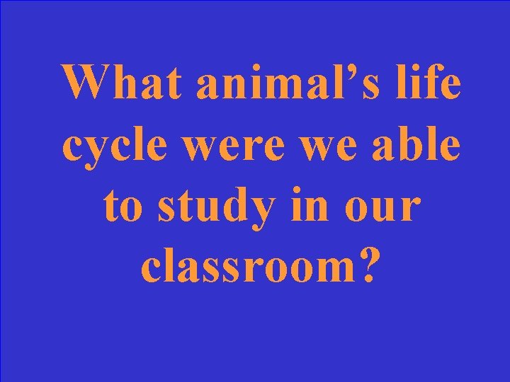 What animal’s life cycle were we able to study in our classroom? 