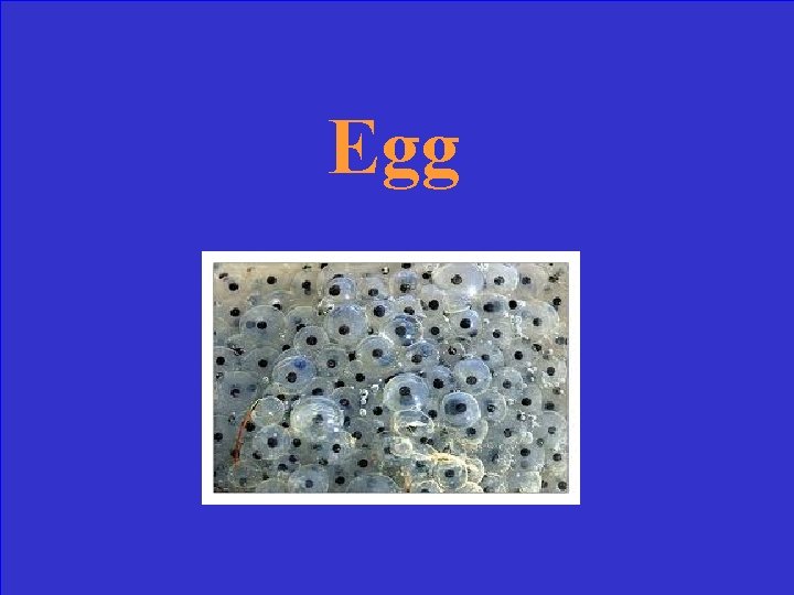 Egg 