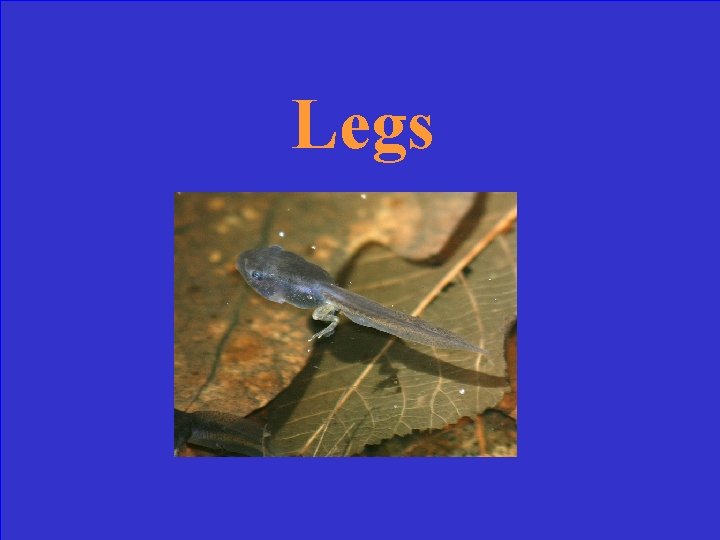 Legs 