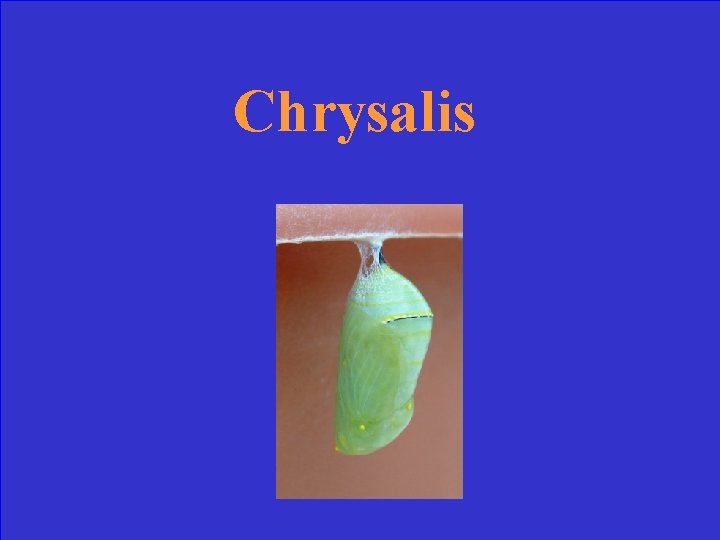 Chrysalis 