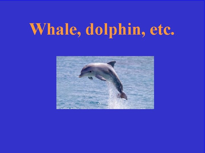 Whale, dolphin, etc. 