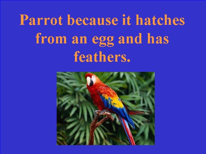 Parrot because it hatches from an egg and has feathers. 