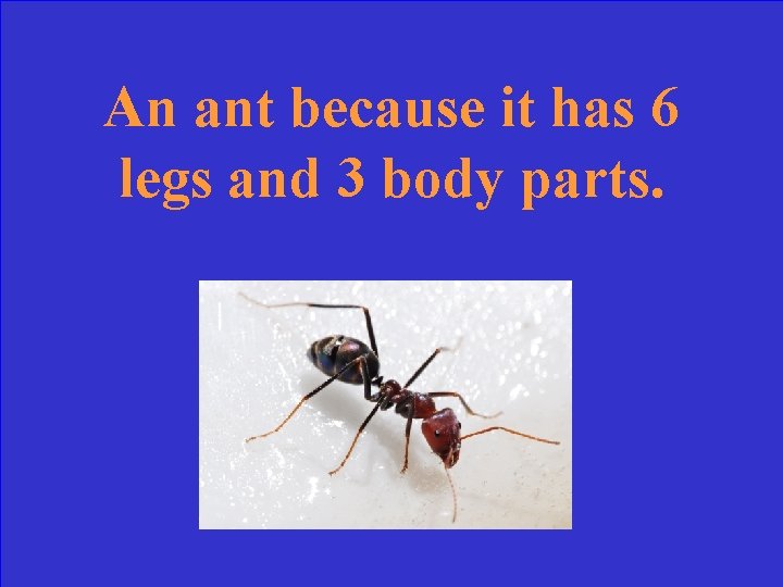 An ant because it has 6 legs and 3 body parts. 