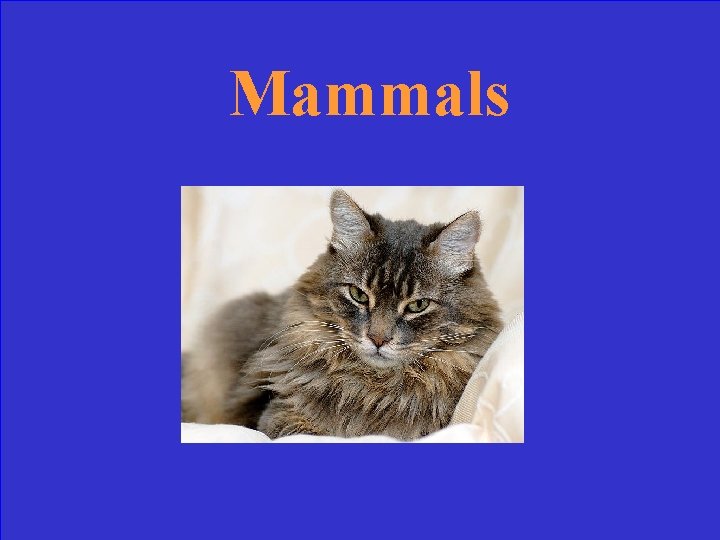 Mammals 