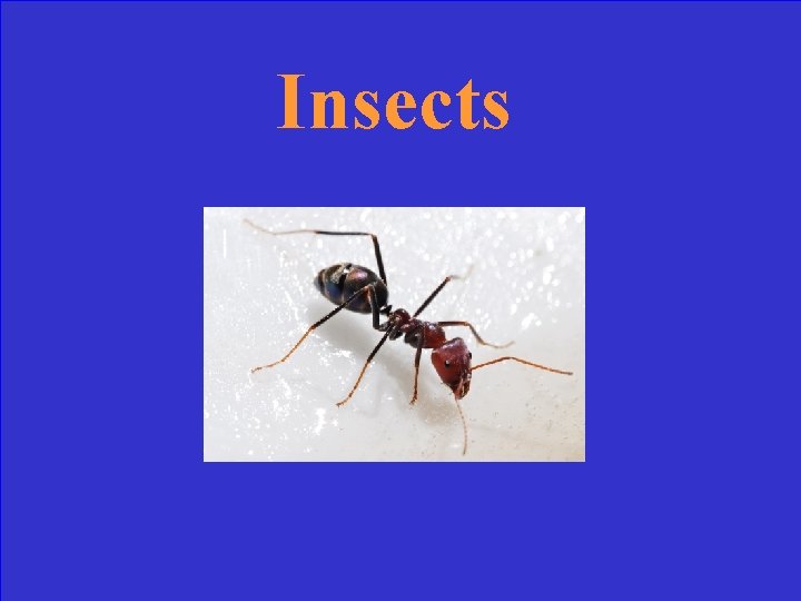 Insects 